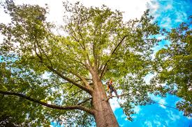 Best Tree Trimming and Pruning  in Evart, MI