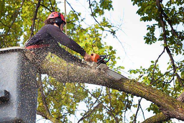 Evart, MI Tree Services Company