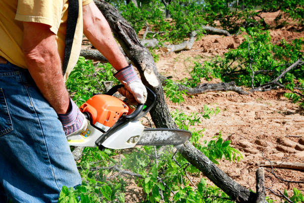 Best Tree and Shrub Care  in Evart, MI